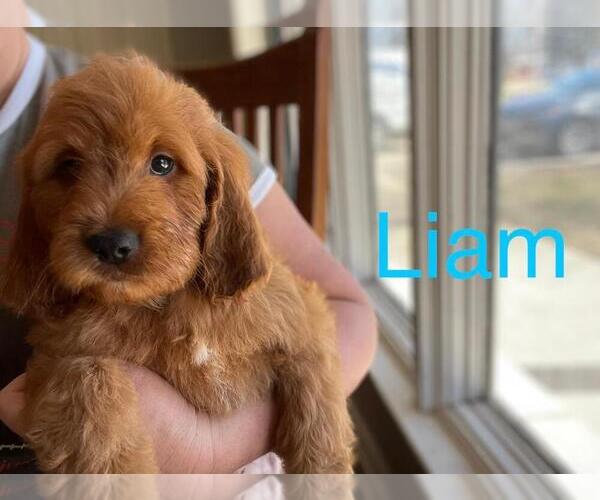 Medium Photo #1  Breeder Profile in EL PASO, IL, USA