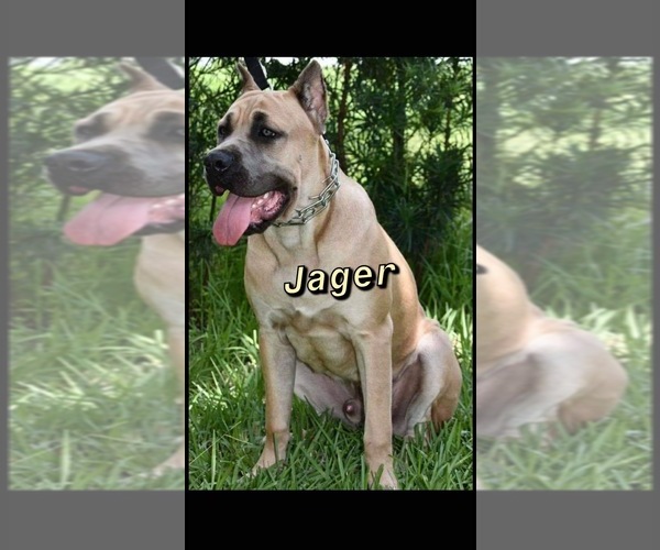 Medium Photo #45  Breeder Profile in MORRISTON, FL, USA