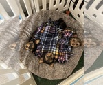 Small #3 Breeder Profile image