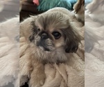 Small breeder photo