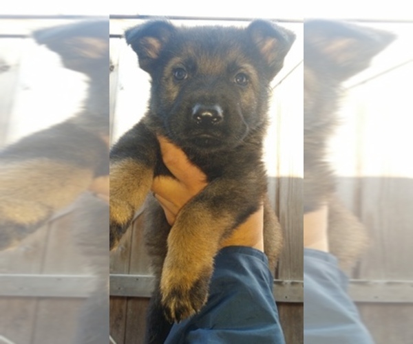 Medium Photo #1  Breeder Profile in CONGERS, NY, USA