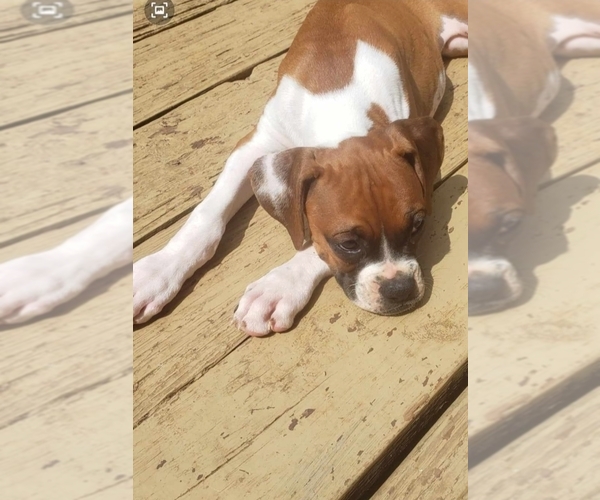 Medium Photo #1  Breeder Profile in HIGHLAND LAKES, NJ, USA