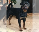 Small #1 Breeder Profile image
