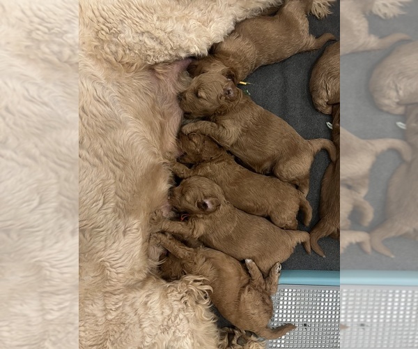 Medium Photo #25  Breeder Profile in FLAT ROCK, NC, USA