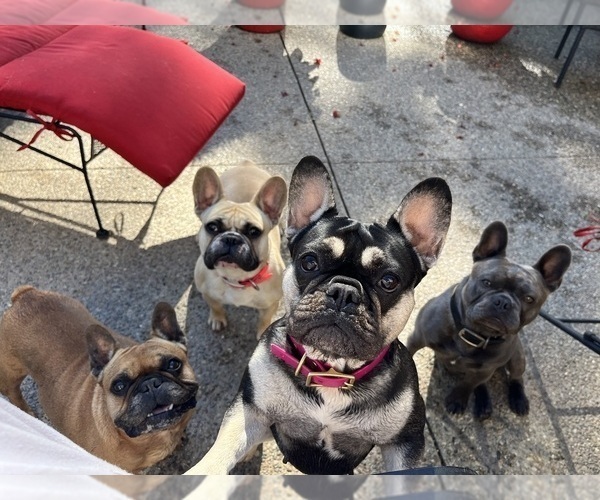 Medium Photo #1  Breeder Profile in MANCHESTER, MI, USA