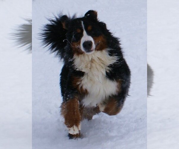 Medium Photo #2  Breeder Profile in FIDDLETOWN, CA, USA