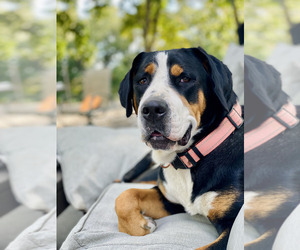 Greater Swiss Mountain Dog Dog Breeder near ARNOLD, MO, USA