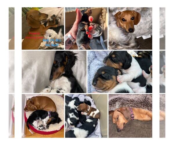 Medium Photo #5  Breeder Profile in STEAMBOAT SPRINGS, CO, USA