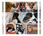 Small #4 Breeder Profile image