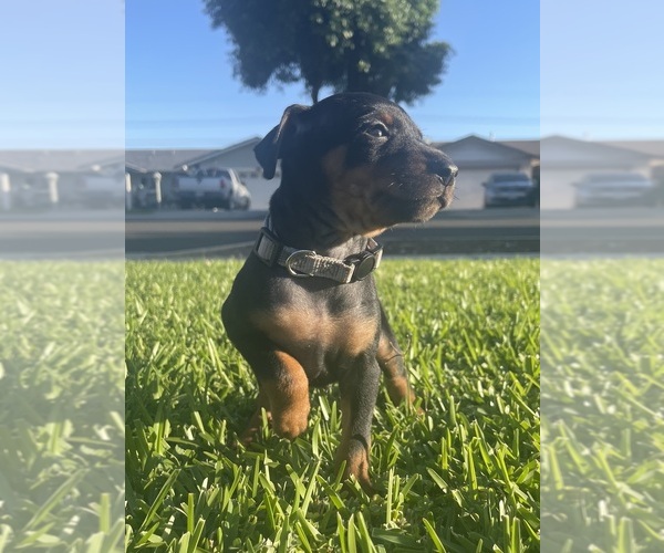 Medium Photo #4  Breeder Profile in UPLAND, CA, USA