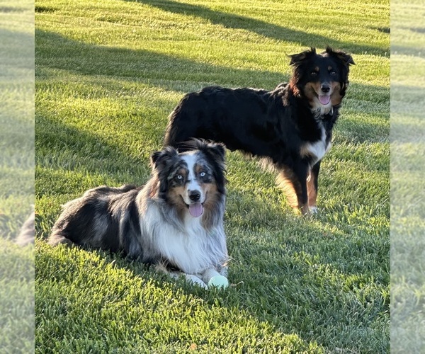 Medium Photo #1  Breeder Profile in WELLINGTON, MO, USA