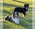 Small breeder photo