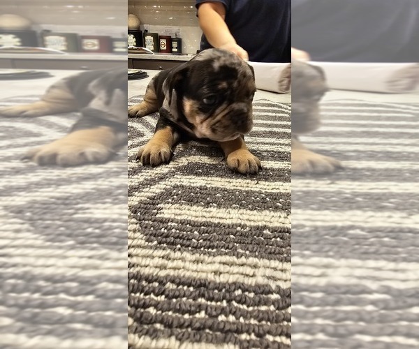 Medium Photo #18  Breeder Profile in CHINO HILLS, CA, USA