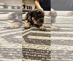 Small #17 Breeder Profile image