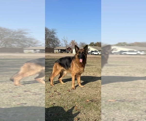 Medium Photo #12  Breeder Profile in BRUCEVILLE, TX, USA