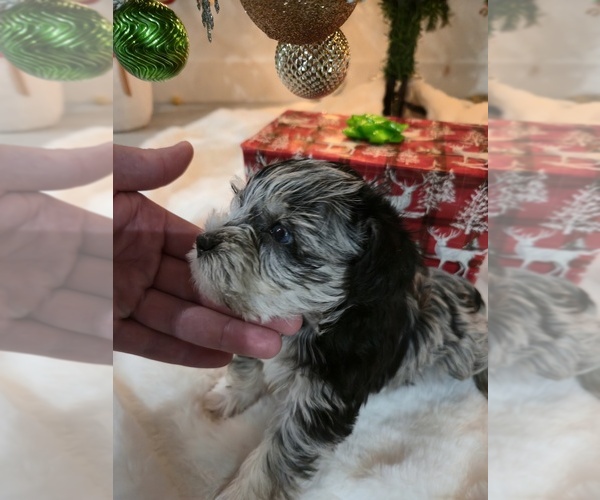 Medium Photo #4  Breeder Profile in LEHIGH ACRES, FL, USA