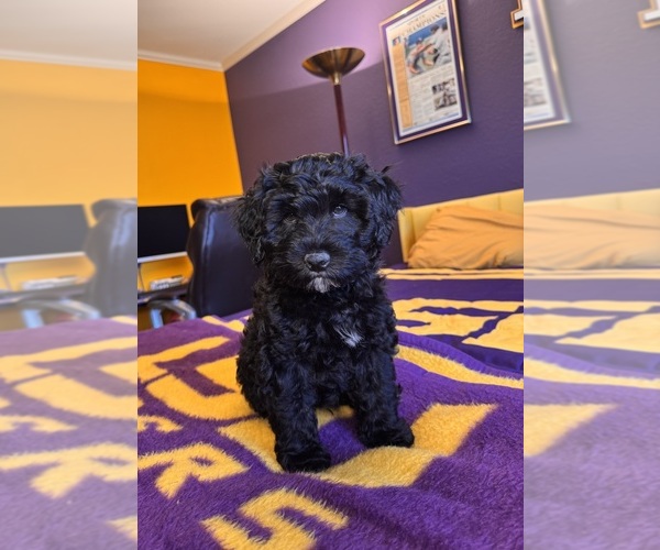 Medium Photo #4  Breeder Profile in VICTORIA, TX, USA