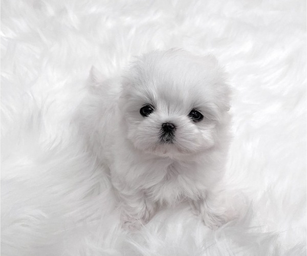 Medium Photo #1  Breeder Profile in LOS ANGELES, CA, USA