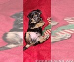 Small #350 Breeder Profile image