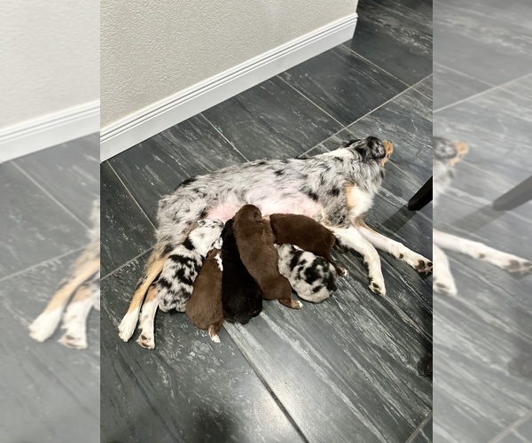 Medium Photo #15  Breeder Profile in NEW BRAUNFELS, TX, USA