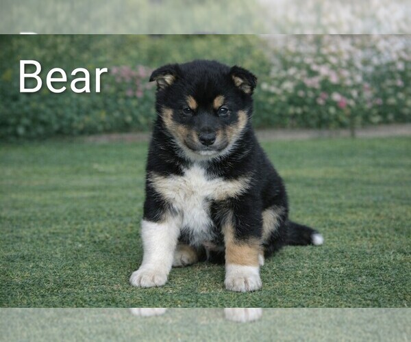 Medium Photo #13  Breeder Profile in CLARE, MI, USA