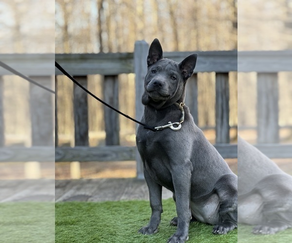 Medium Photo #19  Breeder Profile in POTSDAM, NY, USA