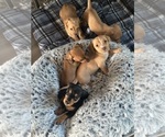 Small #2 Breeder Profile image