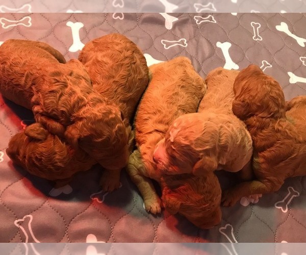 Medium Photo #9  Breeder Profile in WAGENER, SC, USA