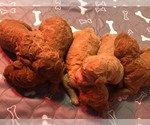Small #8 Breeder Profile image