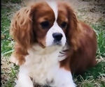 Small #6 Breeder Profile image