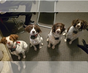 Brittany Dog Breeder near MOHAWK, NY, USA