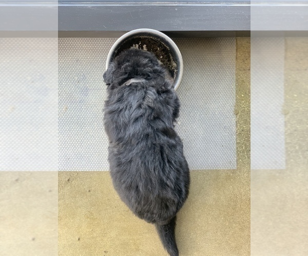 Medium Photo #88  Breeder Profile in PINON HILLS, CA, USA