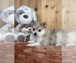 Small #38 Breeder Profile image