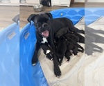 Small #1 Breeder Profile image