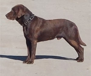 Labrador Retriever Dog Breeder near LOVELAND, CO, USA