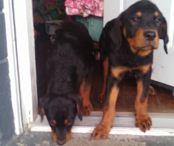 Medium Photo #7  Breeder Profile in BALTIMORE, MD, USA