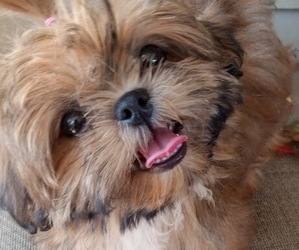 Shih Tzu Dog Breeder in WOODSFIELD,  USA