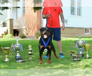 Rottweiler Dog Breeder near ABERDEEN, MD, USA