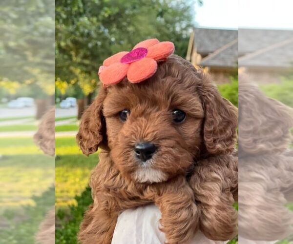 Medium Photo #4  Breeder Profile in PLANO, TX, USA