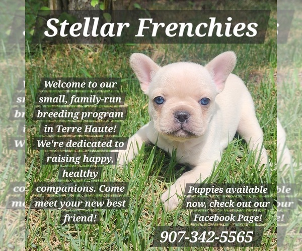 Medium Photo #1  Breeder Profile in TERRE HAUTE, IN, USA
