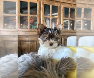 Yorkshire Terrier Dog Breeder near AMARILLO, TX, USA