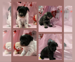 Small breeder photo