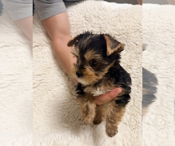 Medium Photo #6  Breeder Profile in ROCKLIN, CA, USA