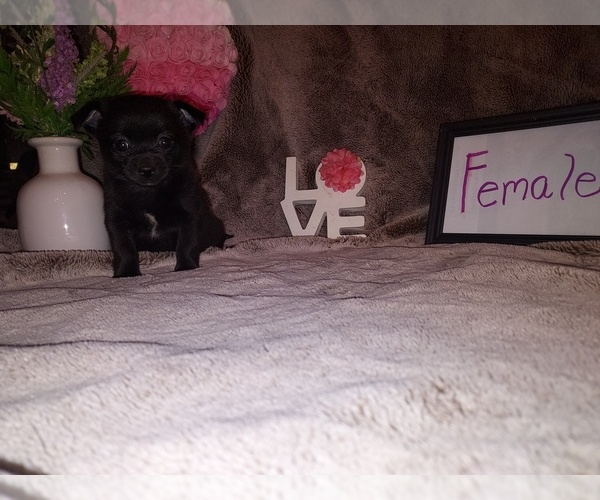 Medium Photo #3  Breeder Profile in HAYDEN, AL, USA