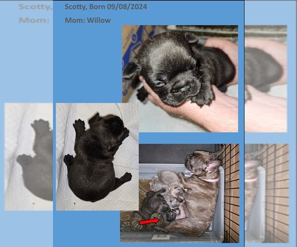 Medium Photo #10  Breeder Profile in BASTROP, TX, USA