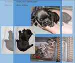 Small #9 Breeder Profile image