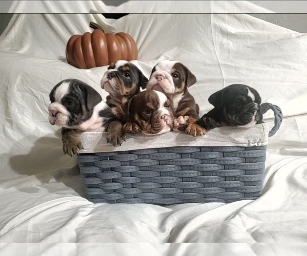 Medium Photo #1  Breeder Profile in BAKERSFIELD, CA, USA