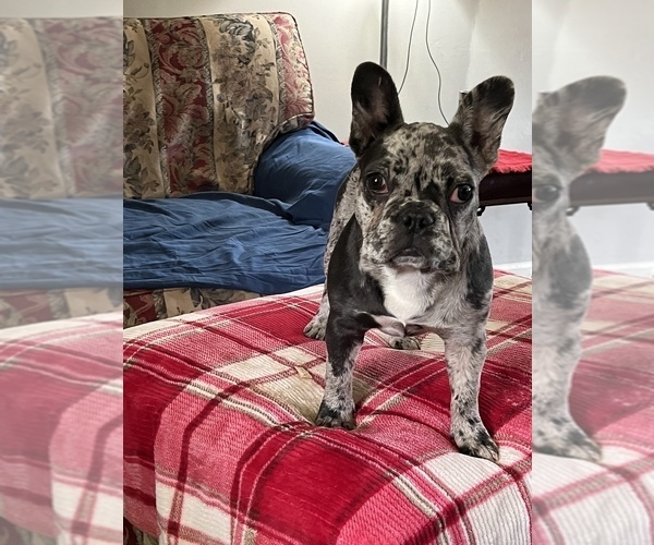 Medium Photo #11  Breeder Profile in GRIFFIN, GA, USA