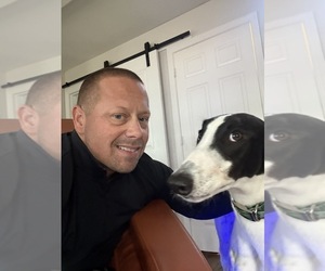 Greyhound Dog Breeder near MONTGOMERY, TX, USA