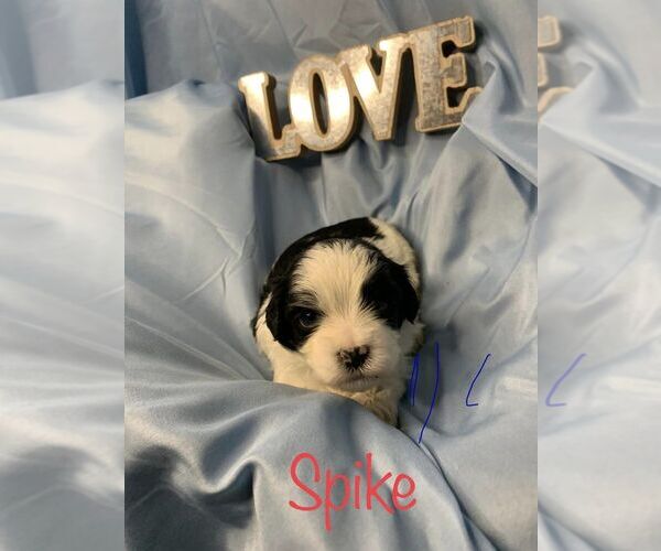 Medium Photo #1  Breeder Profile in ZEIGLER, IL, USA